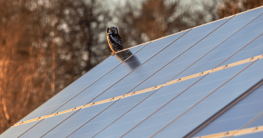 Solar panel roof, running from edge to edge with small owl sitting at the top of the pitch