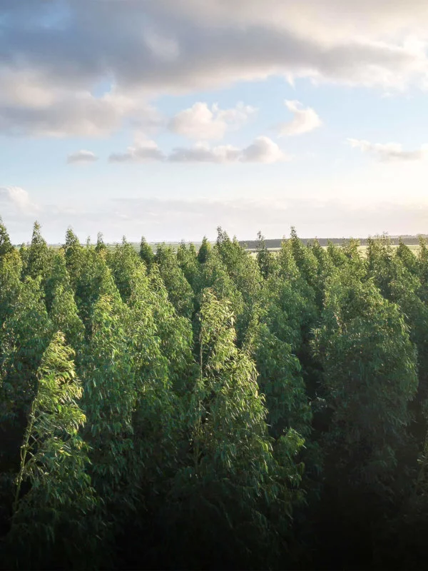 Forest of trees with blue sky and clouds in the background, aerial view