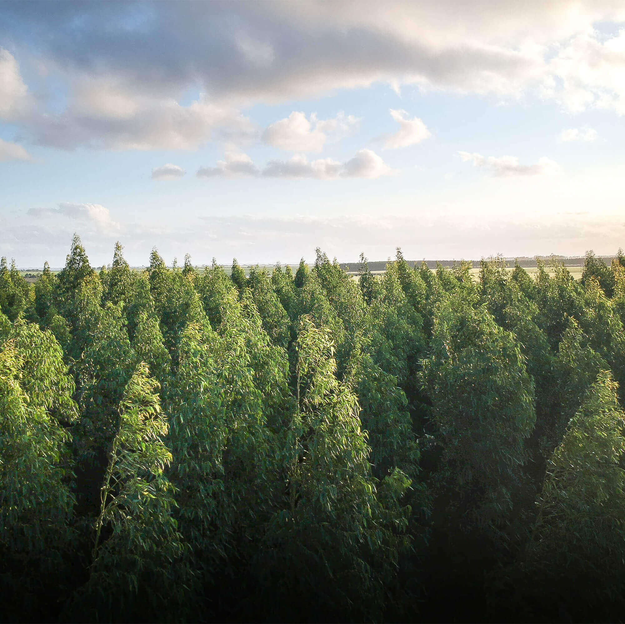 Forest of trees with blue sky and clouds in the background, aerial view