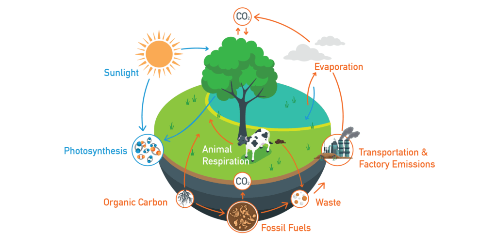 Understanding carbon recycling and cycle graphic including arrows and a diagram in bright, cool tones