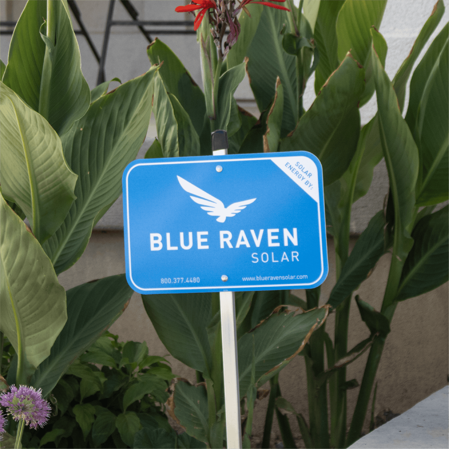 Blue Raven Solar yard sign with lush green plants in the background